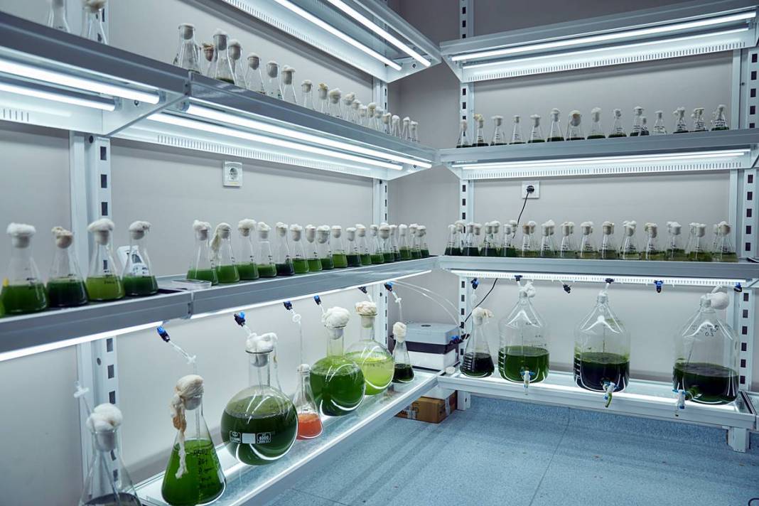 İstanbul'da buradan tutulan balıkları sakın yemeyin! Suda oksijen kalmadı, ağır metal ve pestisit var 5